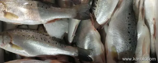 海鲈鱼