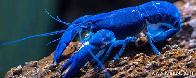 蓝龙虾