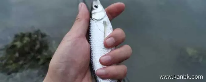 白条鱼