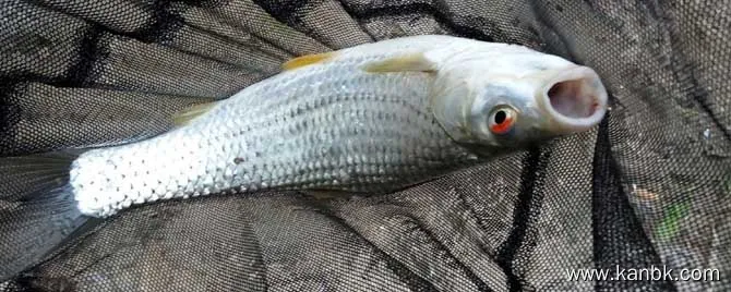 红眼鳟鱼