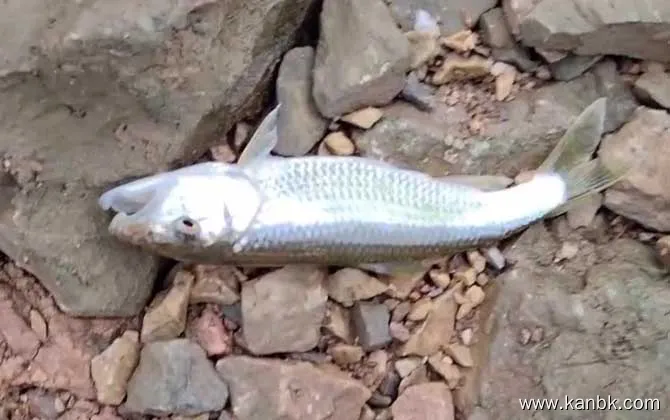 路亚马口鱼